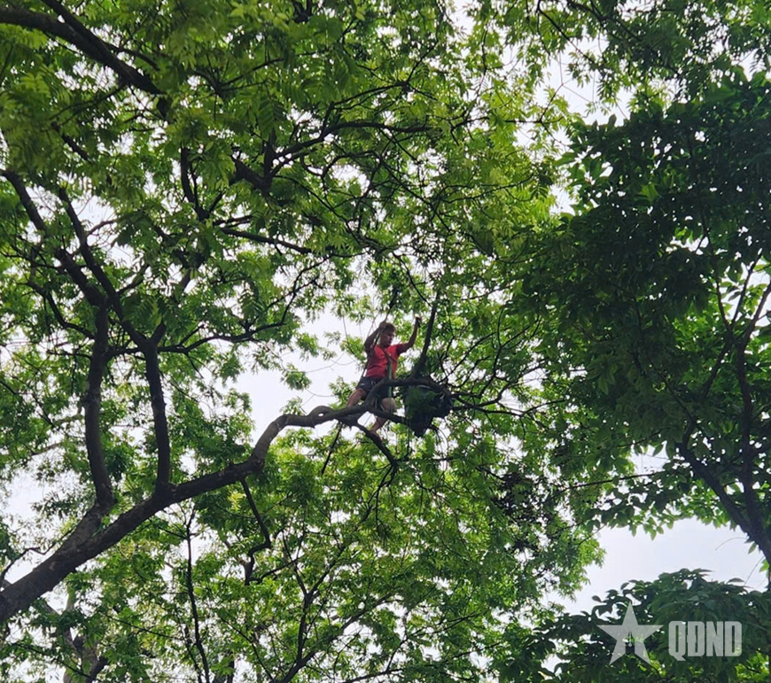 Trèo cây hái quả sấu-hành vi không đẹp trên phố Phan Đình Phùng (Hà Nội)